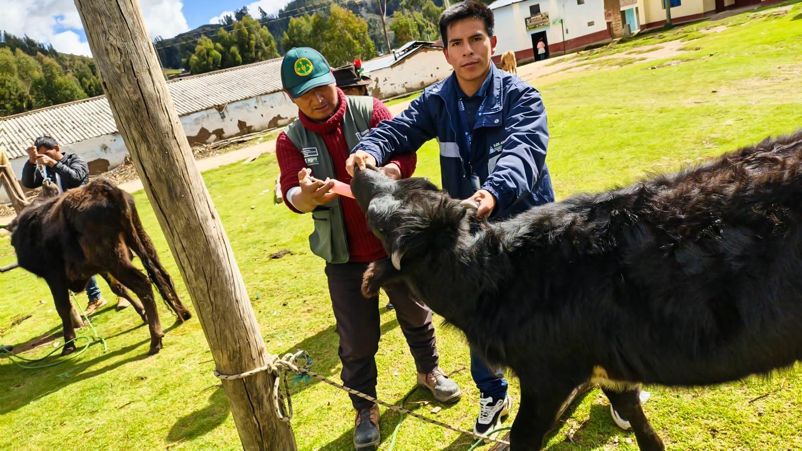 COOPERATIVA LOS ANDES REALIZA ASISTENCIA TÉCNICA PECUARIA EN SAN PABLO DE OCCO